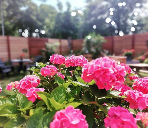 Maison Bellefleur B&B - Pension Renesse Εξωτερικό φωτογραφία